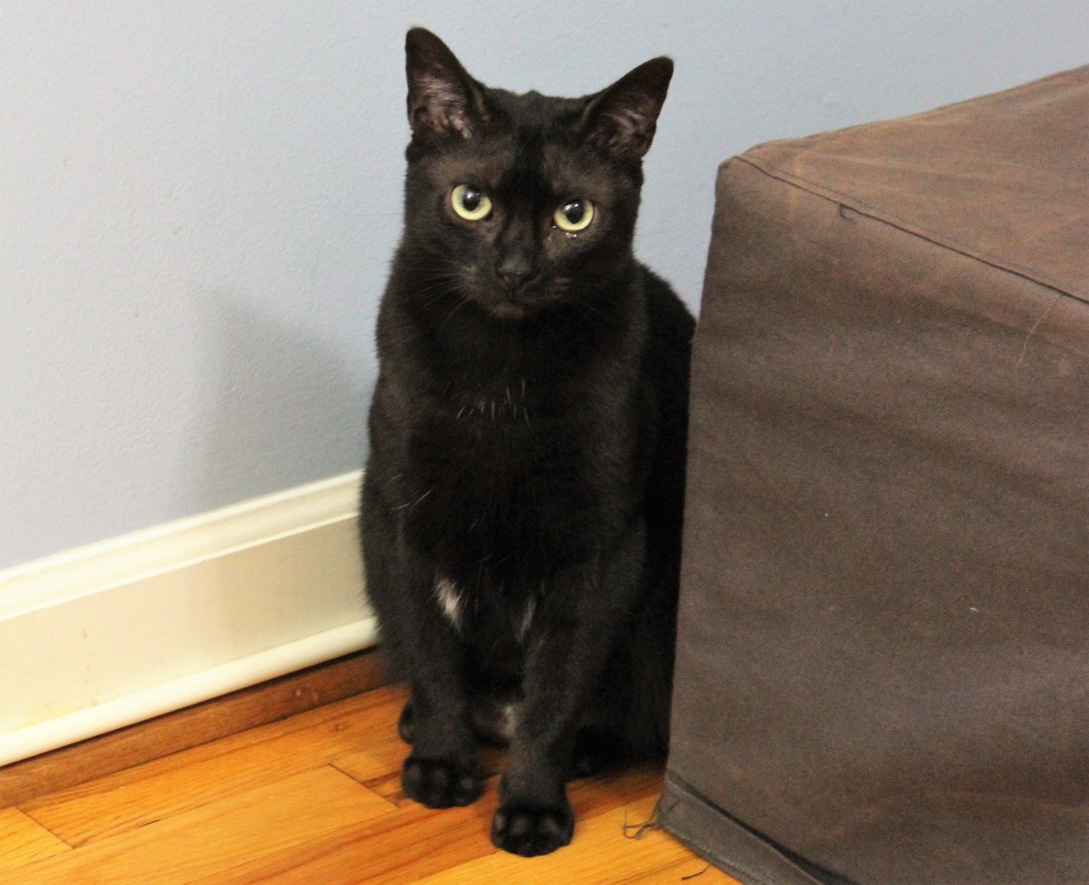 For the Love of a&nbsp;Feline